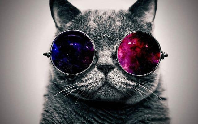 Cool Cat with glasses backgorund