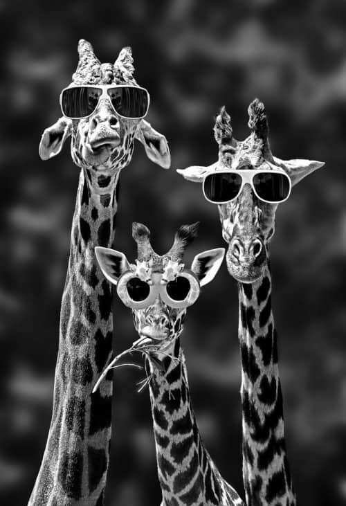 Giraffe with glasses