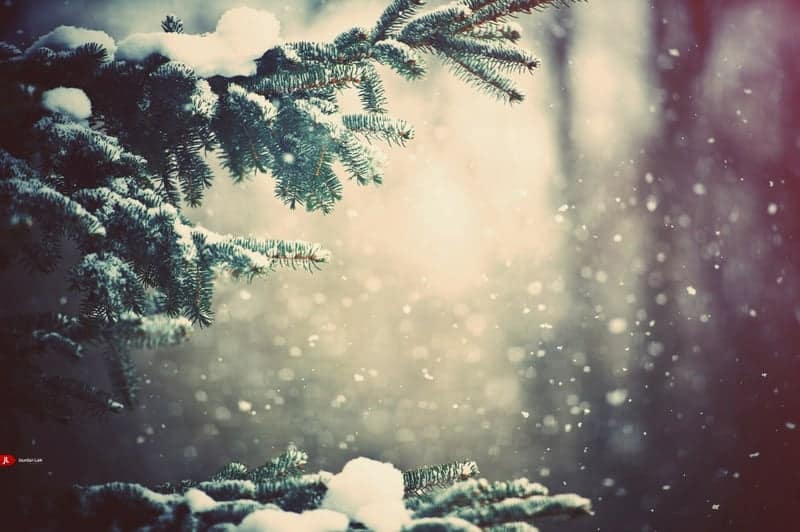 now snowflakes depth of field pine snowfall