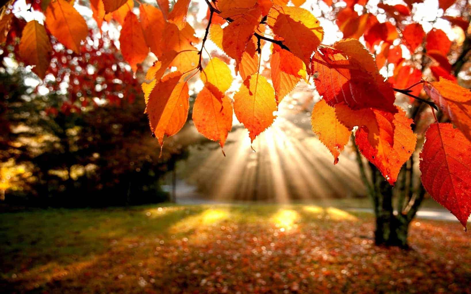 nature-trees-autumn-leaves-hd-wallpaper